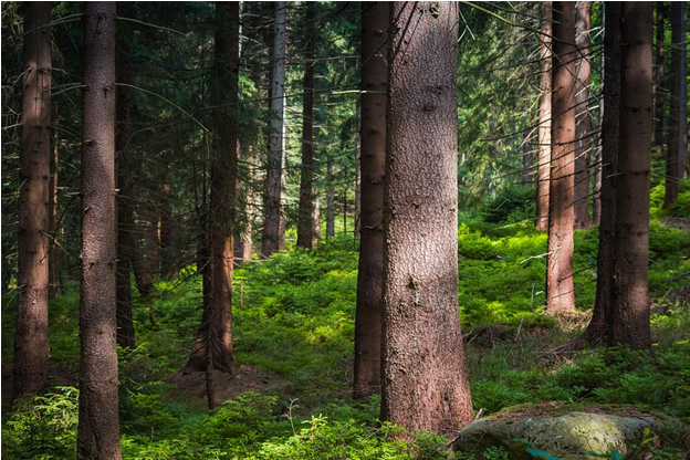 Đất rừng phòng hộ là gì theo quy định của pháp luật