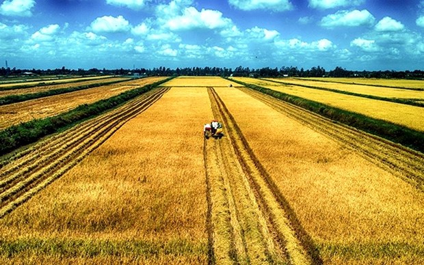 Thời hạn sử dụng đất trồng lúa là bao nhiêu năm?