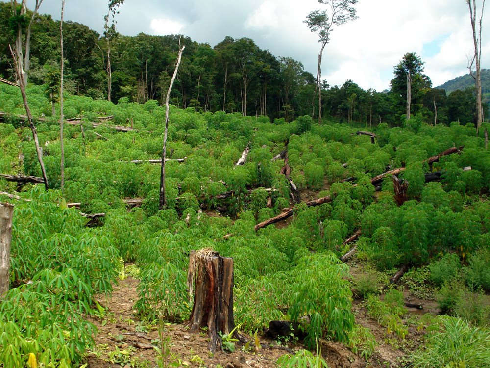 Giá chuyển đổi đất rừng sản xuất sang đất ở