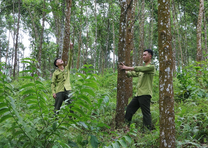 Chuyển đổi đất rừng sản xuất sang đất thương mại dịch vụ