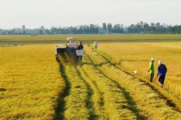 Chuyển đổi mục đích sử dụng đất trồng lúa sang đất ở
