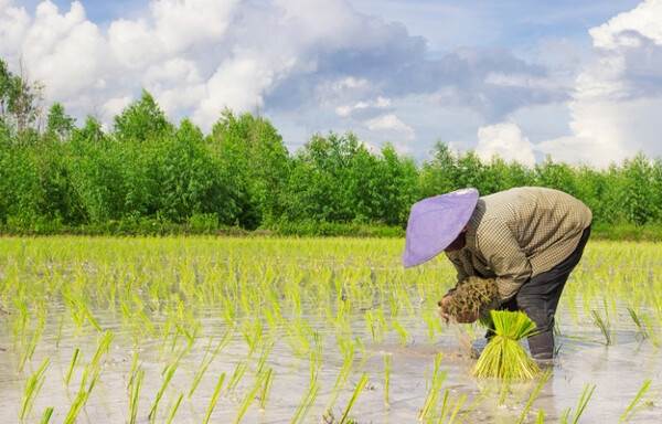 Năm 2023 đất trồng lúa nước có được xây nhà không?