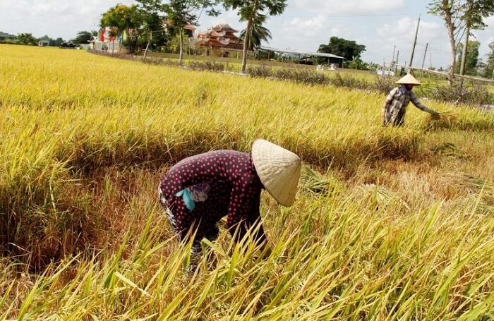 Quy định quy hoạch đất trồng lúa như thế nào?