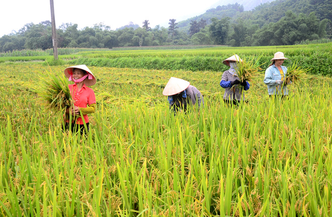Quy định về thu hồi đất trồng lúa