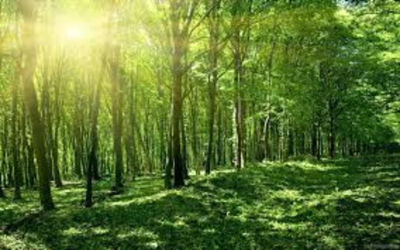 Hướng dẫn chuyển đổi đất rừng sản xuất sang đất ở
