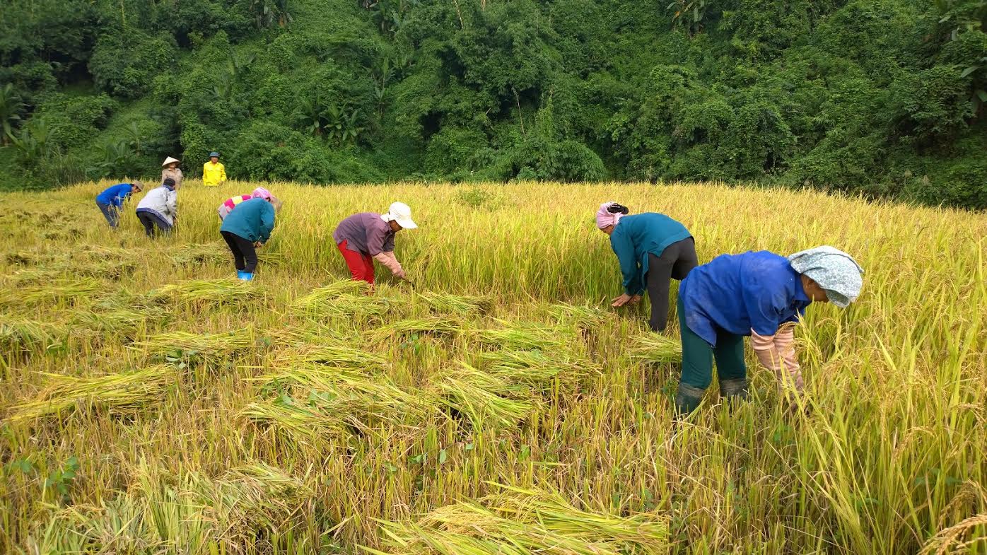 Nghị định ￼35/2015/NĐ-CP về quản lý, sử dụng đất trồng lúa