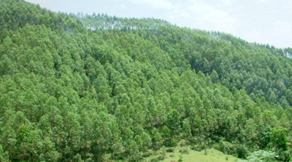 Phí chuyển đổi đất rừng sản xuất sang đất ở hiện nay là bao nhiêu