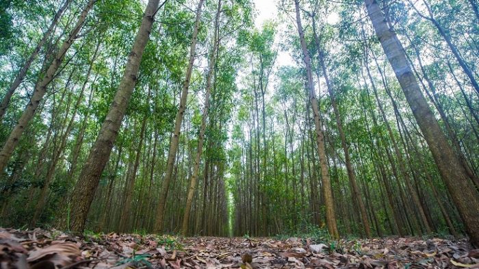 Chuyển đổi đất rừng sản xuất sang đất thổ cư có được không?