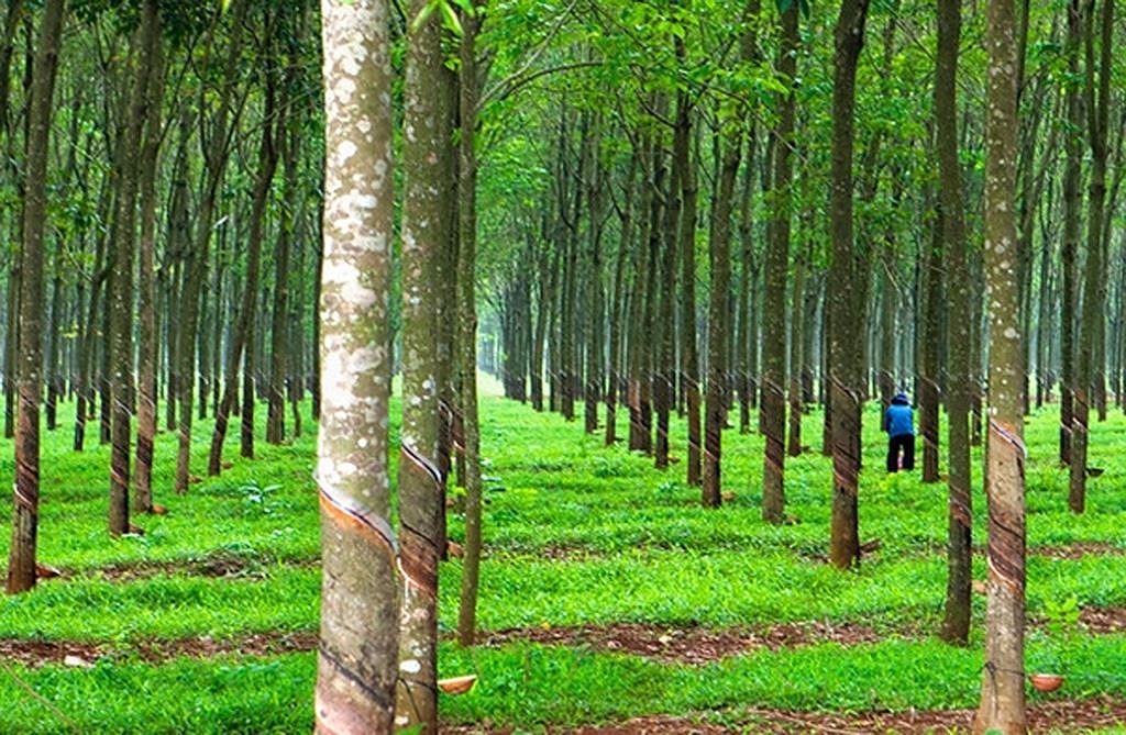 Chuyển đổi đất rừng sản xuất sang đất thổ cư có được không?