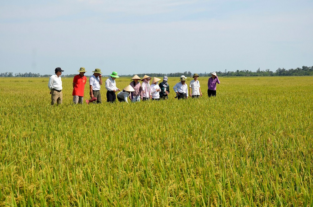 Không canh tác đất trồng lúa hơn 01 năm thì có bị thu hồi không?