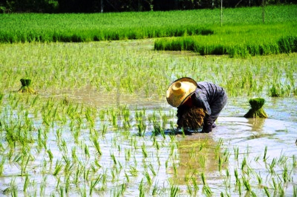  Chủ thể nào không được nhận chuyển nhượng đất trồng lúa?