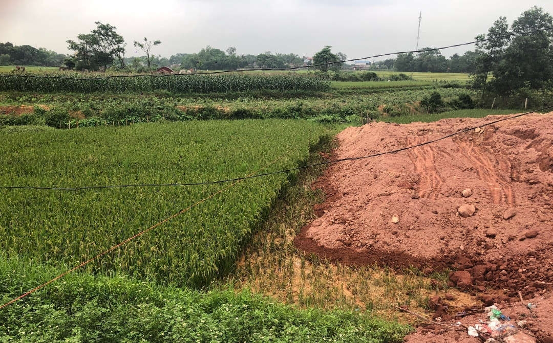 Dự án có sử dụng đất trồng lúa