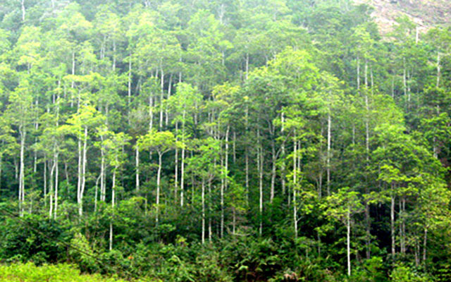 Giá đền bù đất rừng sản xuất 2022 như thế nào?