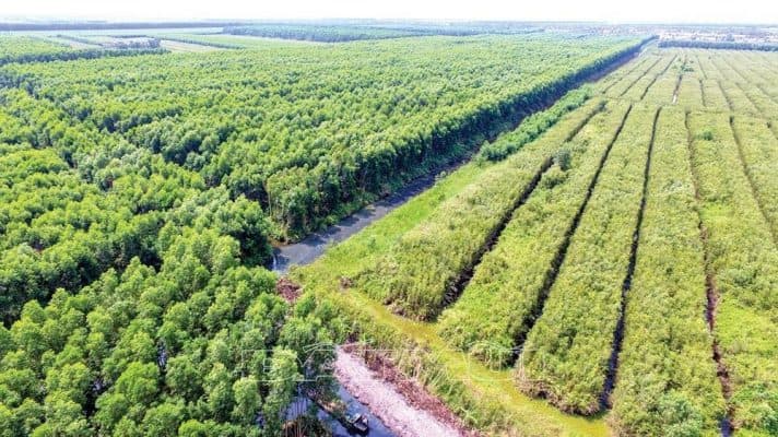 Thủ tục chuyển đổi đất rừng sản xuất sang đất trang trại thế nào?