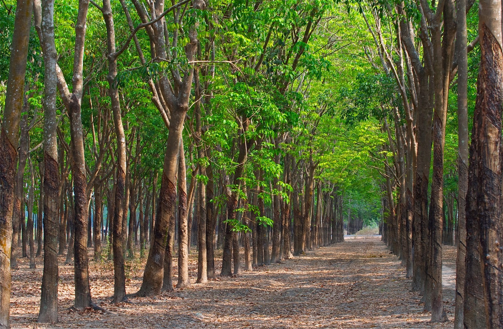 Thủ tục chuyển đất rừng sản xuất sang đất trồng cây lâu năm