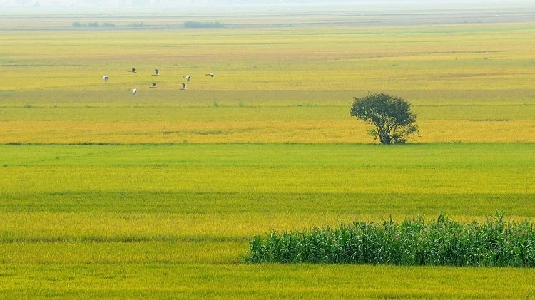 Thủ tục chuyển nhượng đất trồng lúa 2022