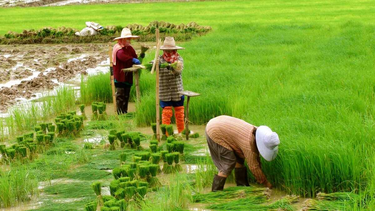 Đất trồng lúa nước có lên thổ cư được không?