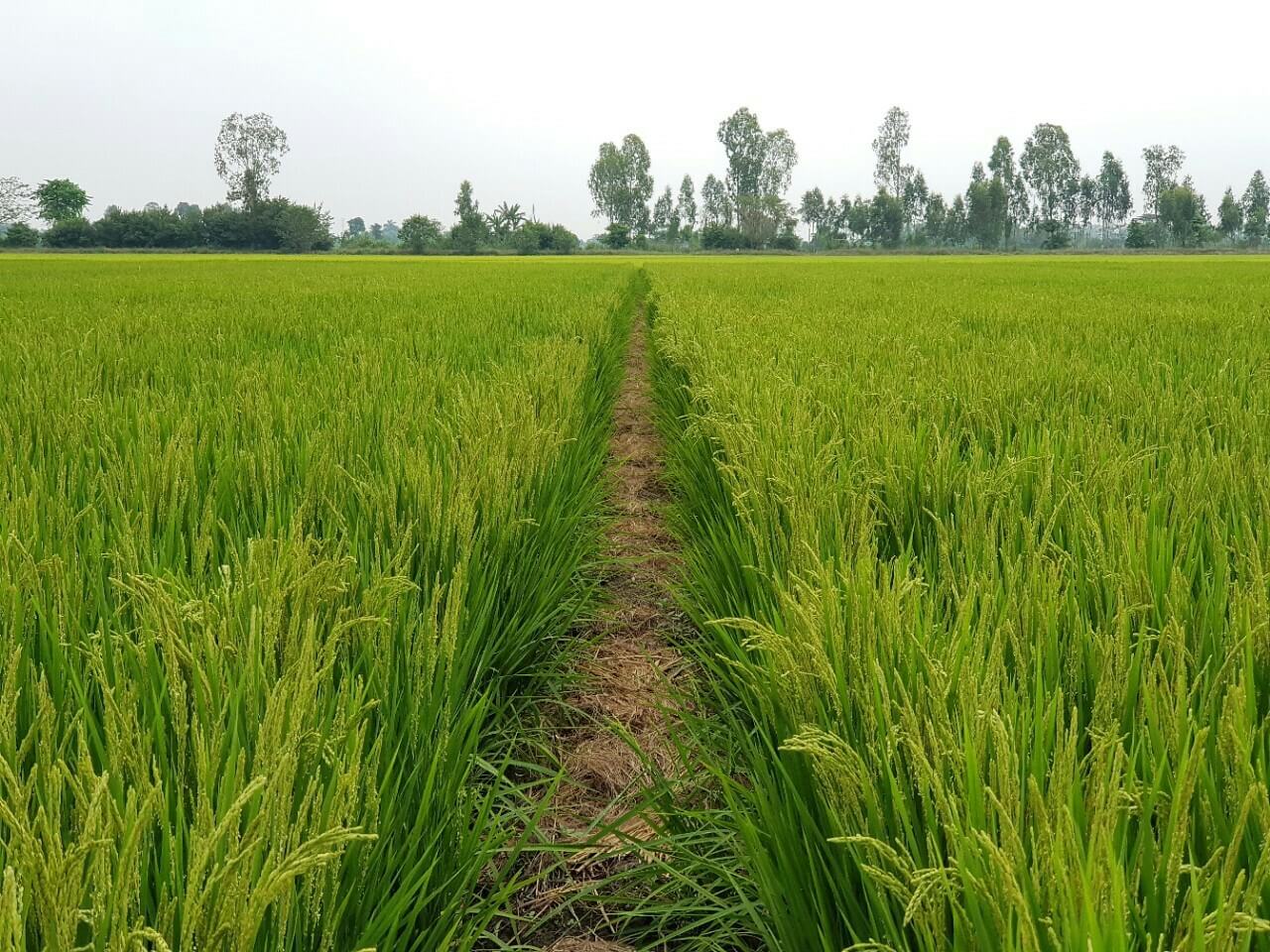 Chuyển đất lúa sang đất nông nghiệp khác có được không?
