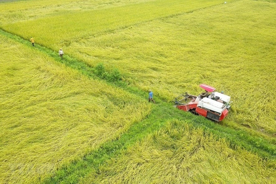 Thủ tục chuyển đổi mục đích sử dụng đất trồng lúa sang đất ở 2023