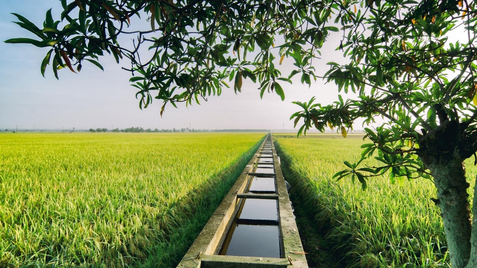 Đất trồng lúa nước còn lại là gì theo quy định?