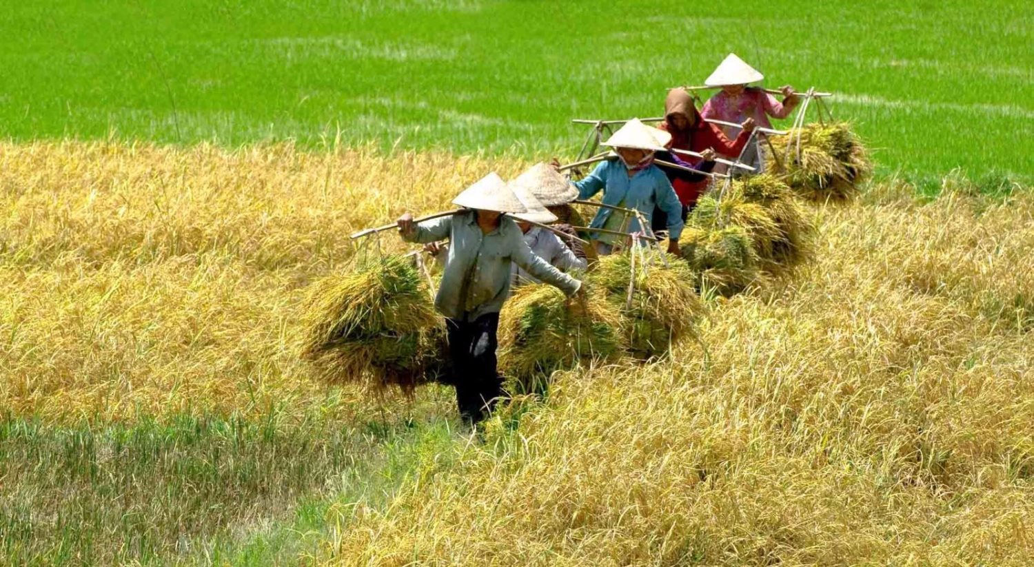 Mẫu đơn xin chuyển đổi đất lúa sang đất trồng cây năm 2023