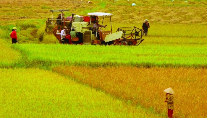 Trình tự thủ tục chuyển đất lúa sang đất trồng cây hàng năm 2023
