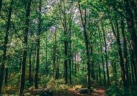 Quy định về việc sử dụng đất rừng phòng hộ 2023