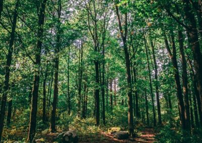 Quy định về việc sử dụng đất rừng phòng hộ 2023