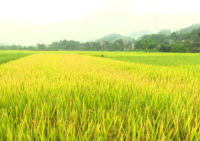 Chuyển đất trồng lúa sang đất nông nghiệp khác được không?