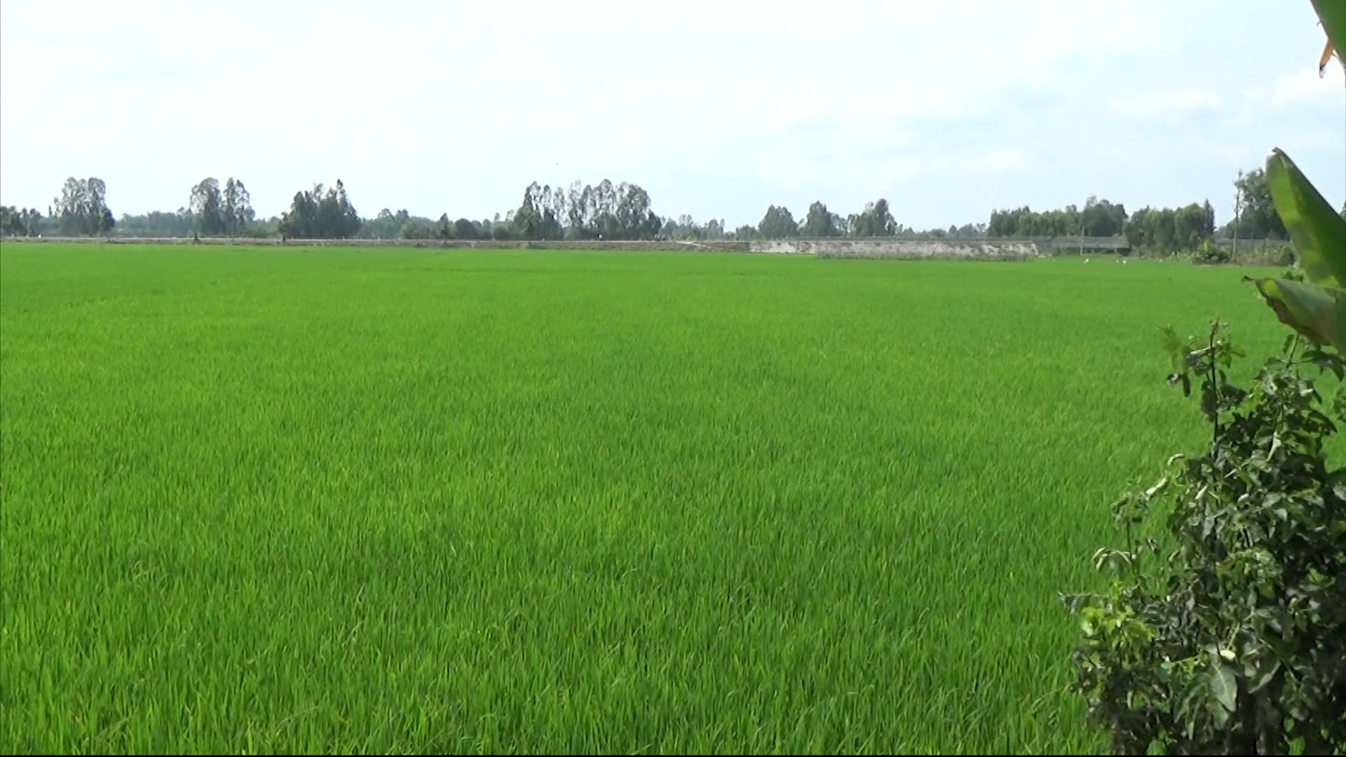 Chuyển đất trồng lúa sang đất nông nghiệp khác được không?