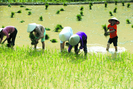 Quy định thẩm quyền chuyển đổi đất trồng lúa