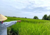 Quy định thẩm quyền chuyển đổi đất trồng lúa như thế nào?