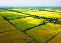 Quy định về nhận chuyển nhượng đất nông nghiệp như thế nào?