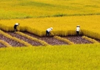 Chuyển đổi đất trồng lúa sang làm trang trại như thế nào?
