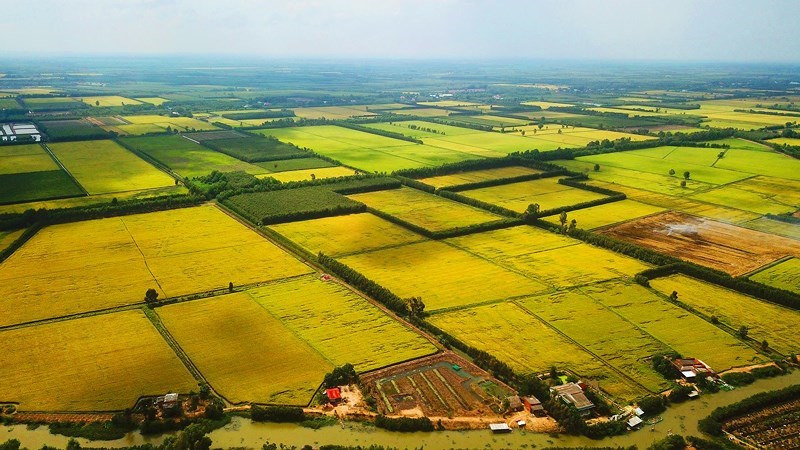 Chuyển đổi đất trồng lúa sang làm trang trại như thế nào?